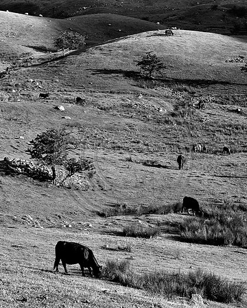 _MG_7921-2