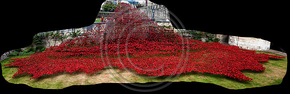 Moat Poppies