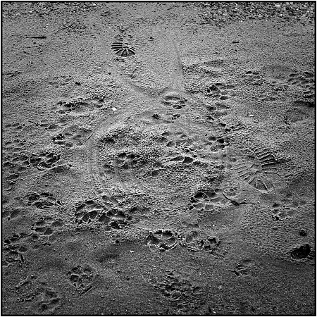 Footsteps in the sand