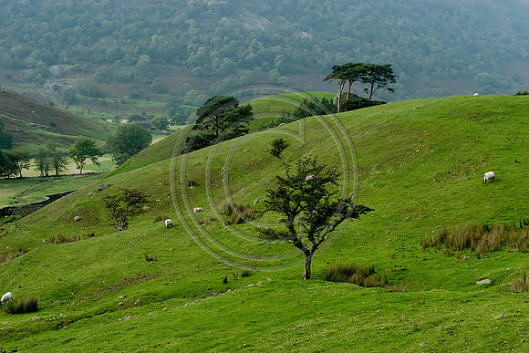 Kirkstone Pass Trees