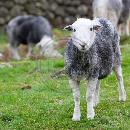 Baby, Wasdale Head